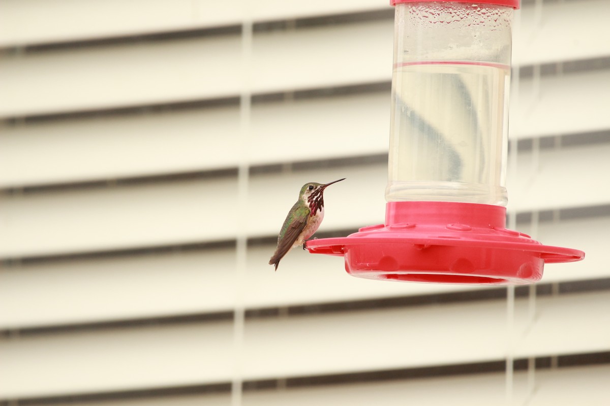 Calliope Hummingbird - ML598712901