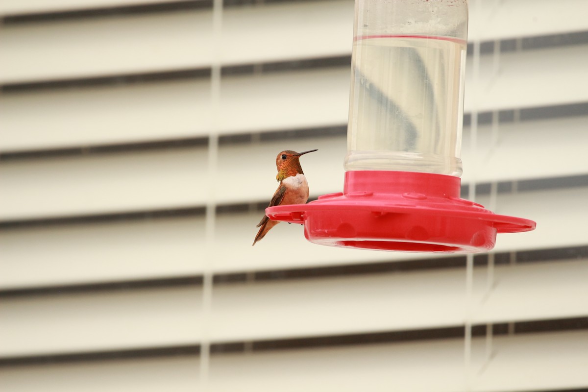 Rufous Hummingbird - ML598713001