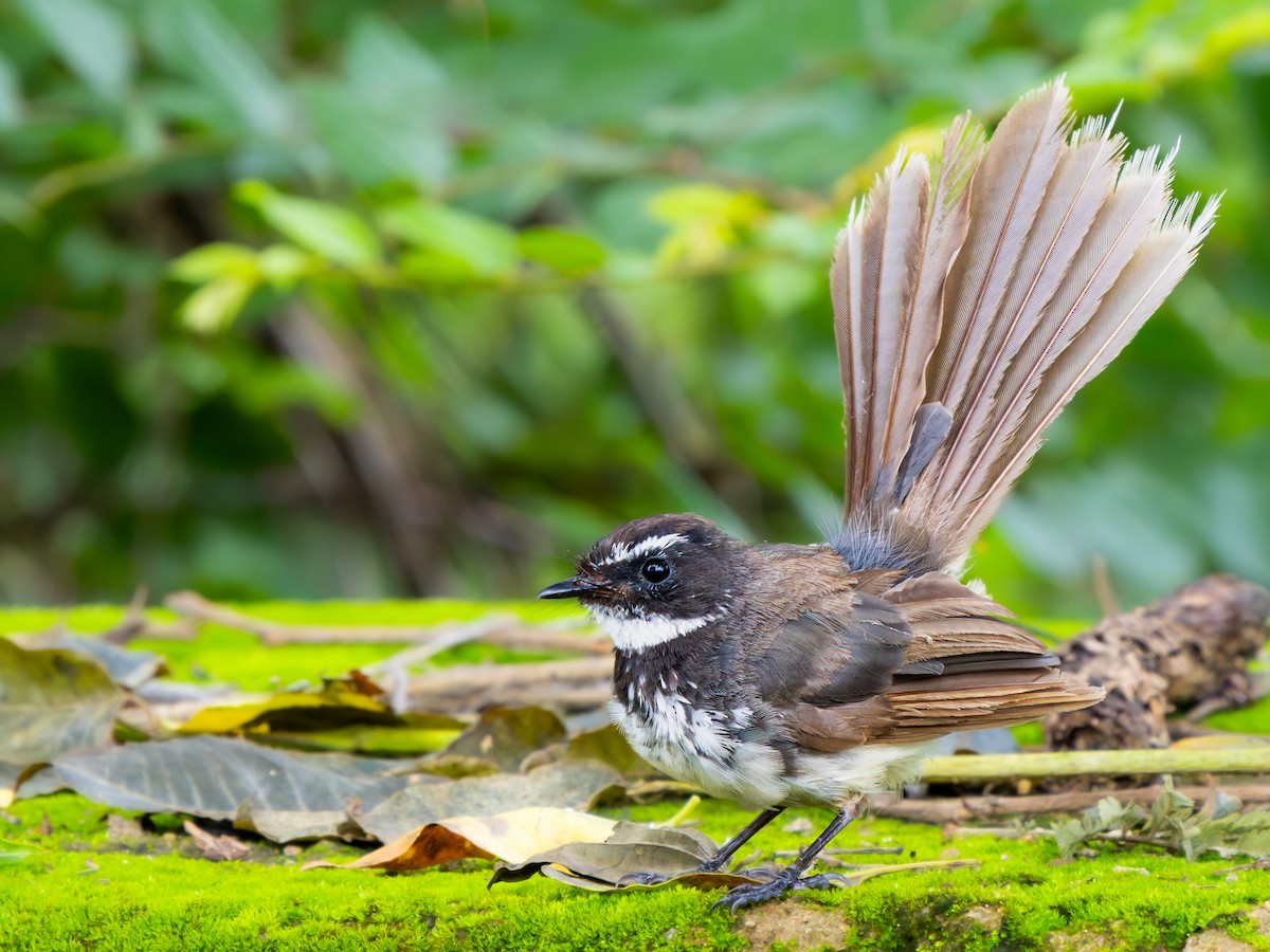Spot-breasted Fantail - ML598713091