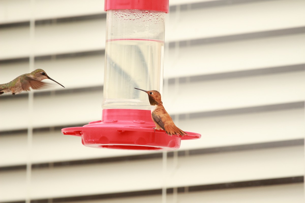 Rufous Hummingbird - ML598713121