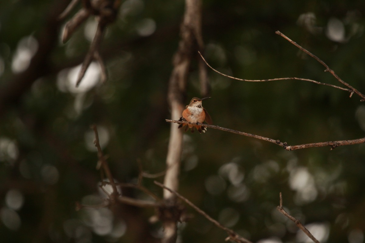 Rufous Hummingbird - Jesse Pline