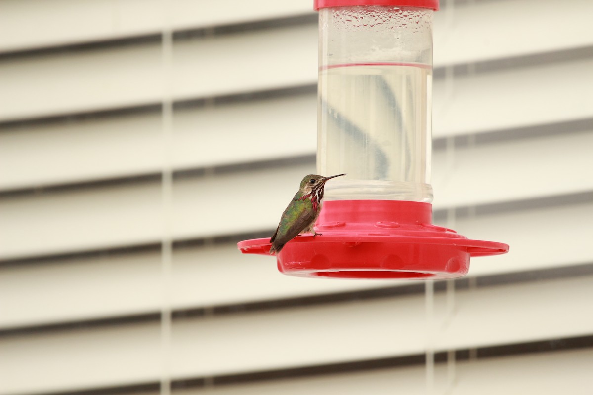 Calliope Hummingbird - ML598713311