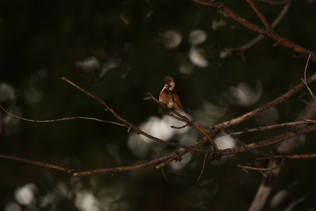 Rufous Hummingbird - Jesse Pline