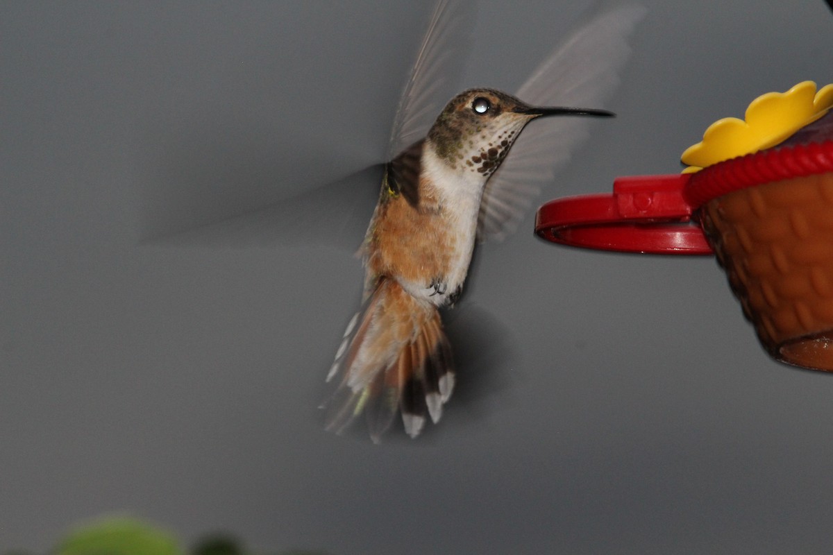 Rufous Hummingbird - ML598715441