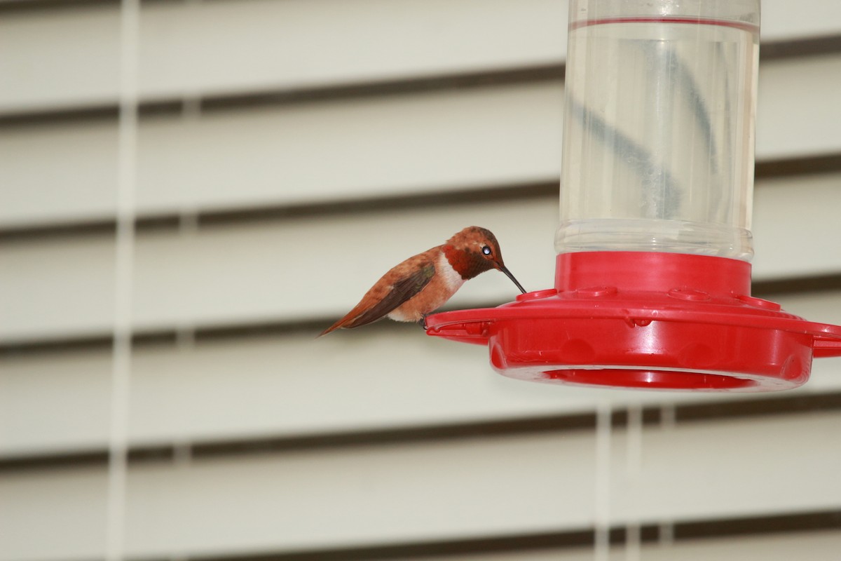 Rufous Hummingbird - ML598716041
