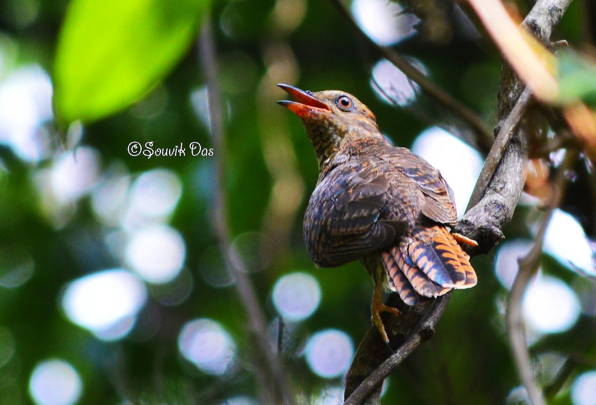 Common Cuckoo - Souvik Das