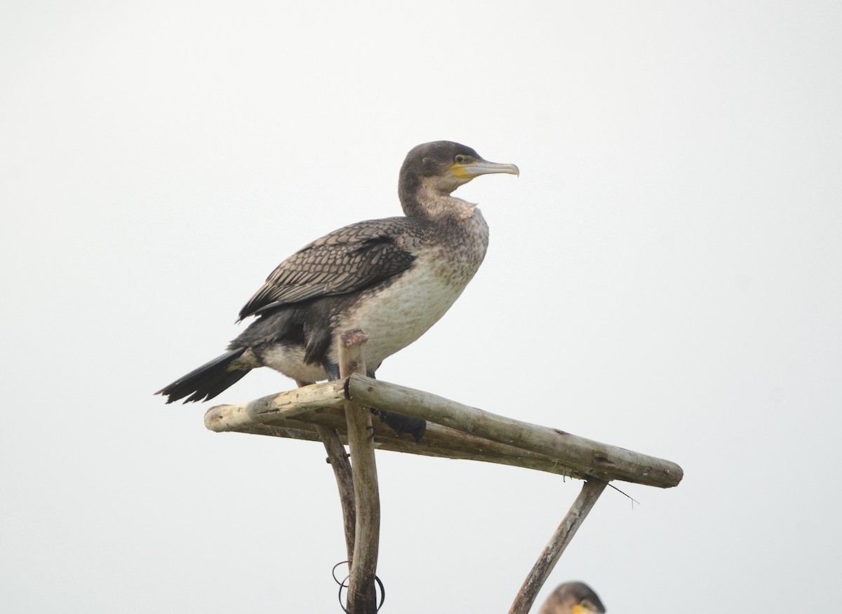 Great Cormorant (White-breasted) - Gabriel Jamie