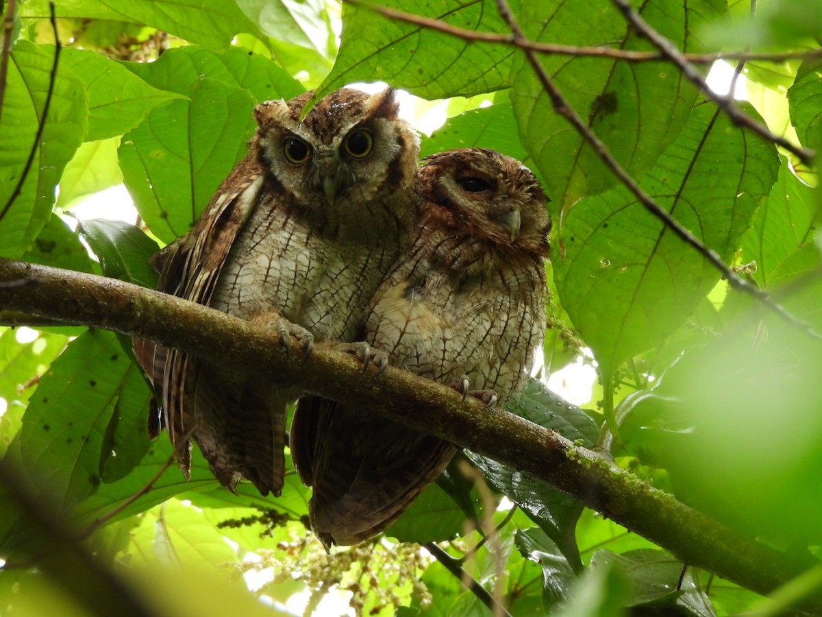 Tropical Screech-Owl - javier arias villota