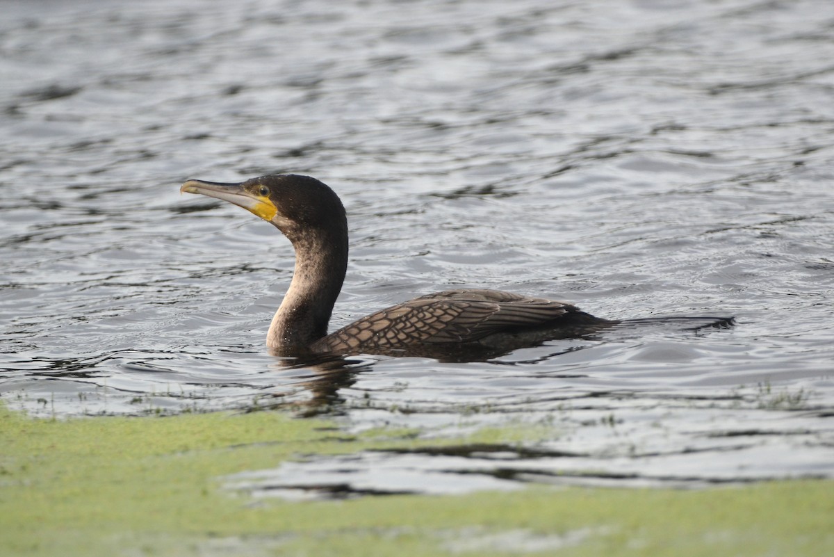 Great Cormorant (White-breasted) - ML598722181