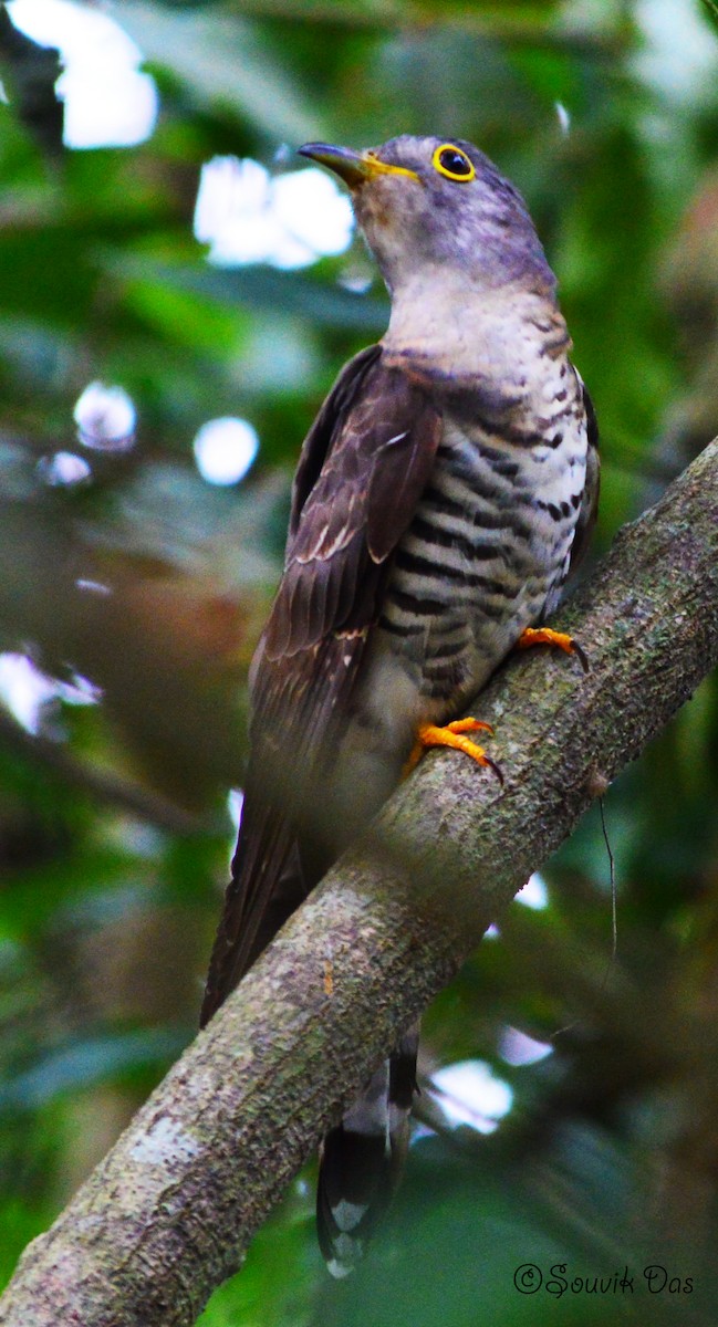 cuckoo sp. (Cuculidae sp.) - Souvik Das