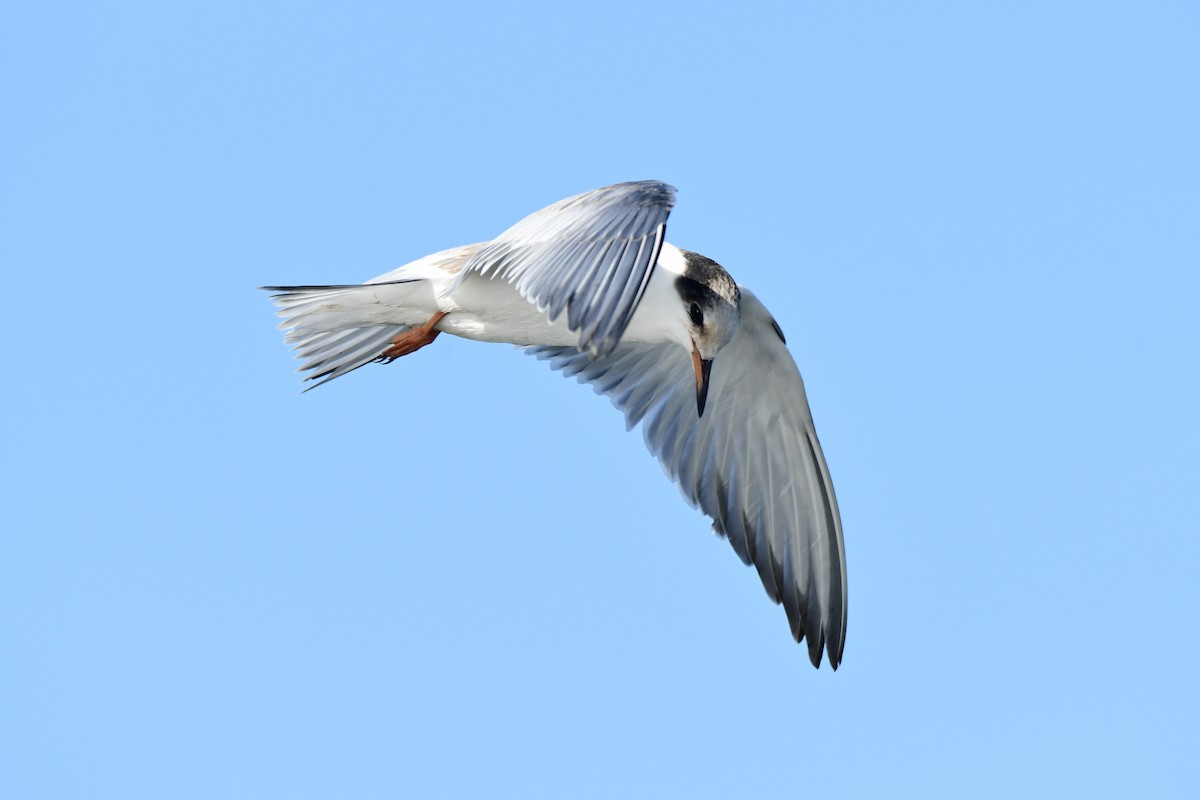 Common Tern - ML598729291