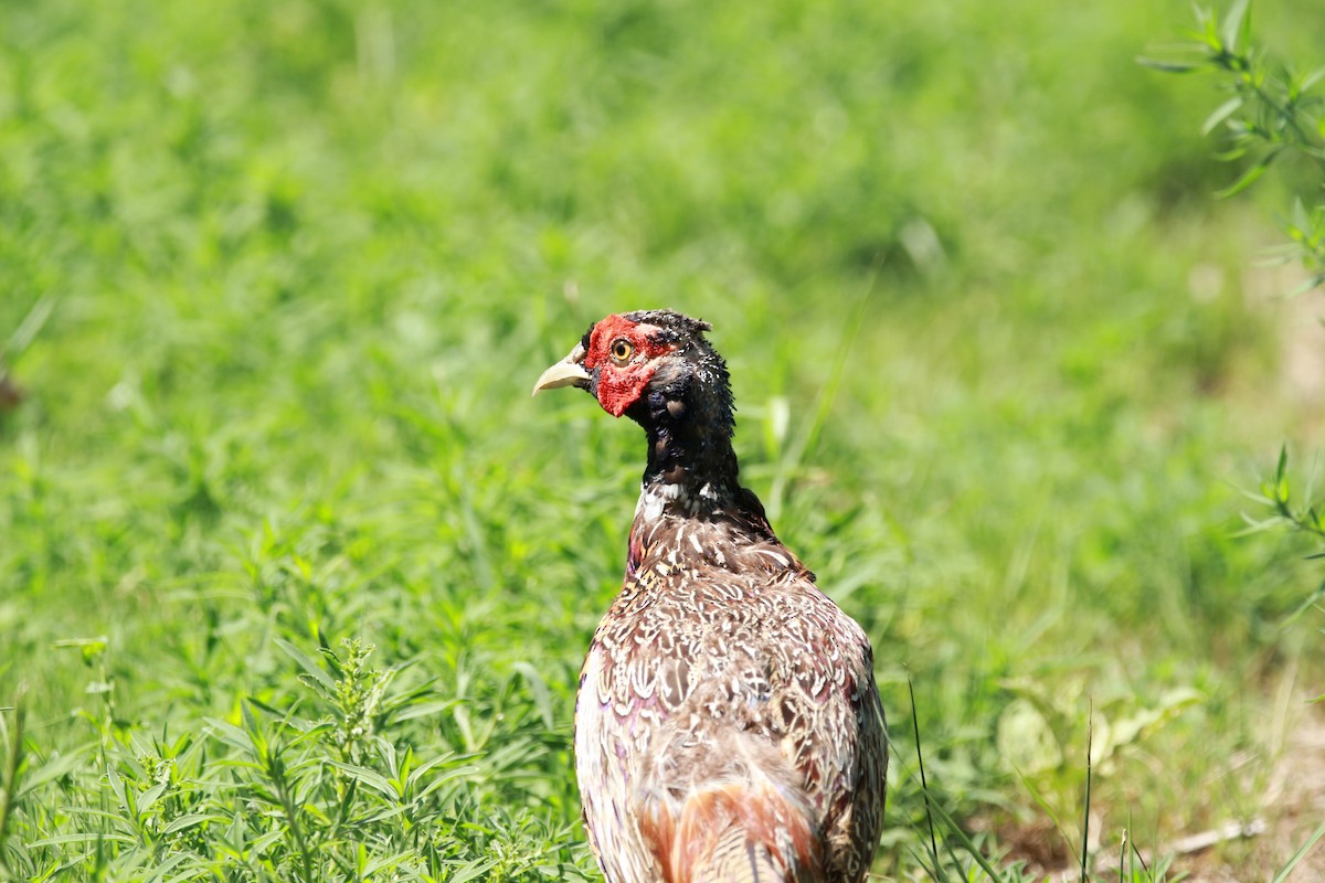 Ring-necked Pheasant - ML598733321