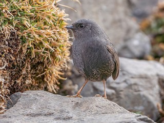  - Magellanic Tapaculo