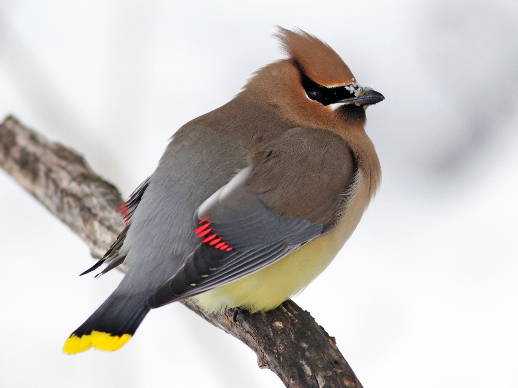 Cedar Waxwing - Ian Davies