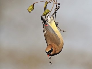 ヒメレンジャク - eBird