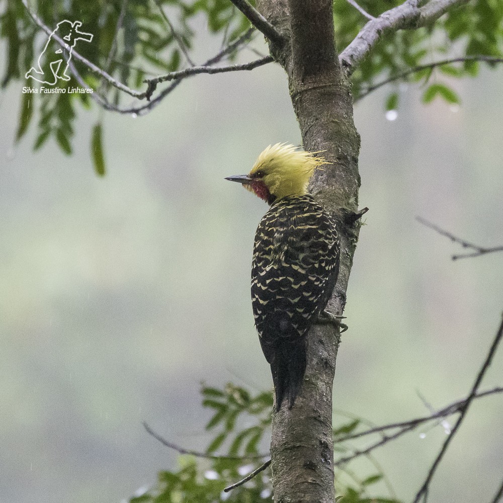 Blond-crested Woodpecker - ML59874501