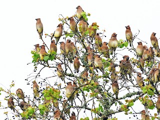 ヒメレンジャク - eBird