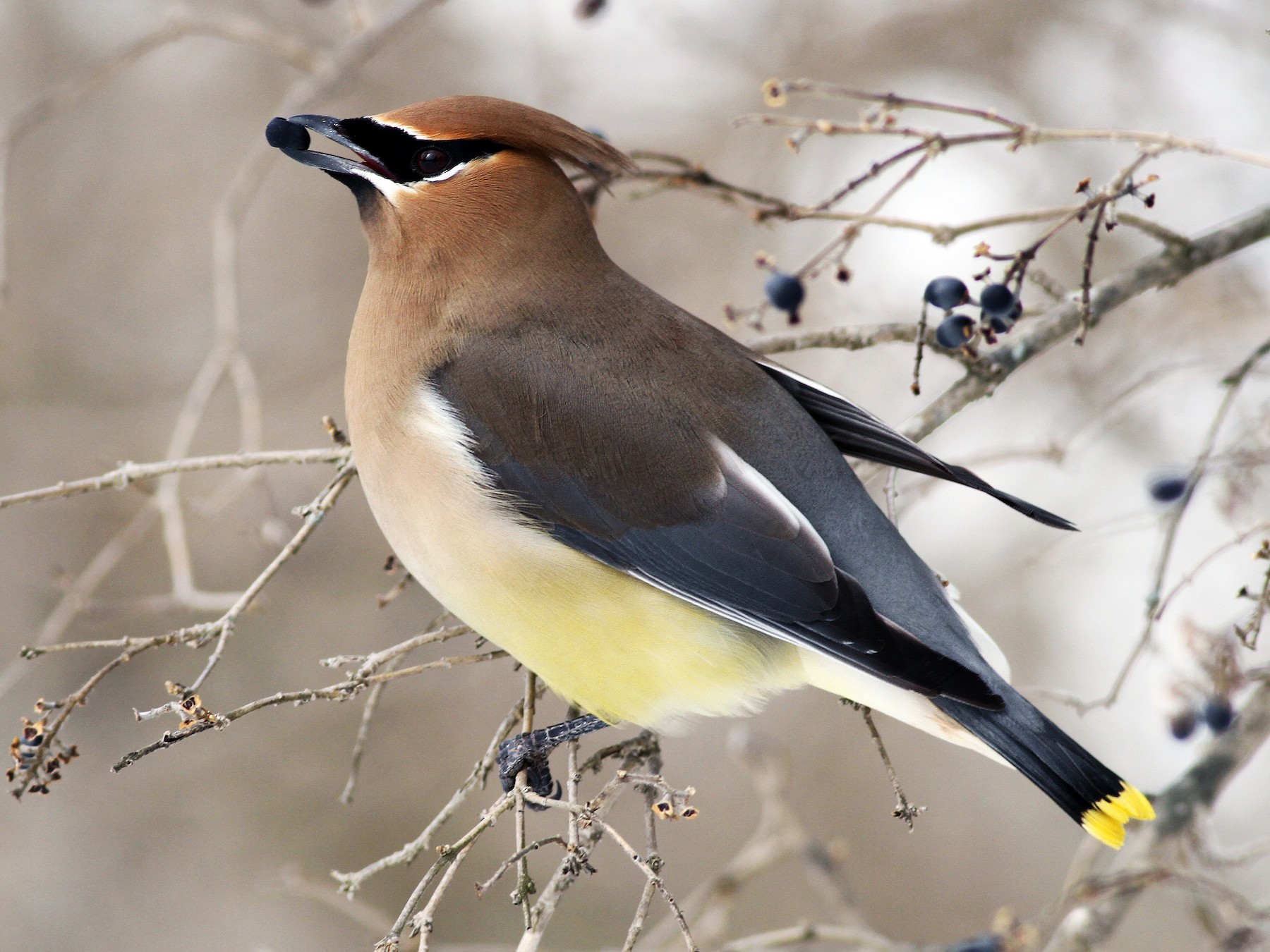 Cedar Waxwing - Evan Lipton