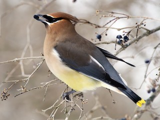 ヒメレンジャク - eBird