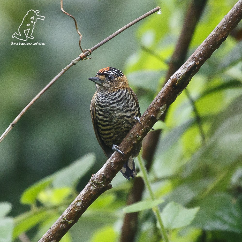 Ochre-collared Piculet - Silvia Faustino Linhares