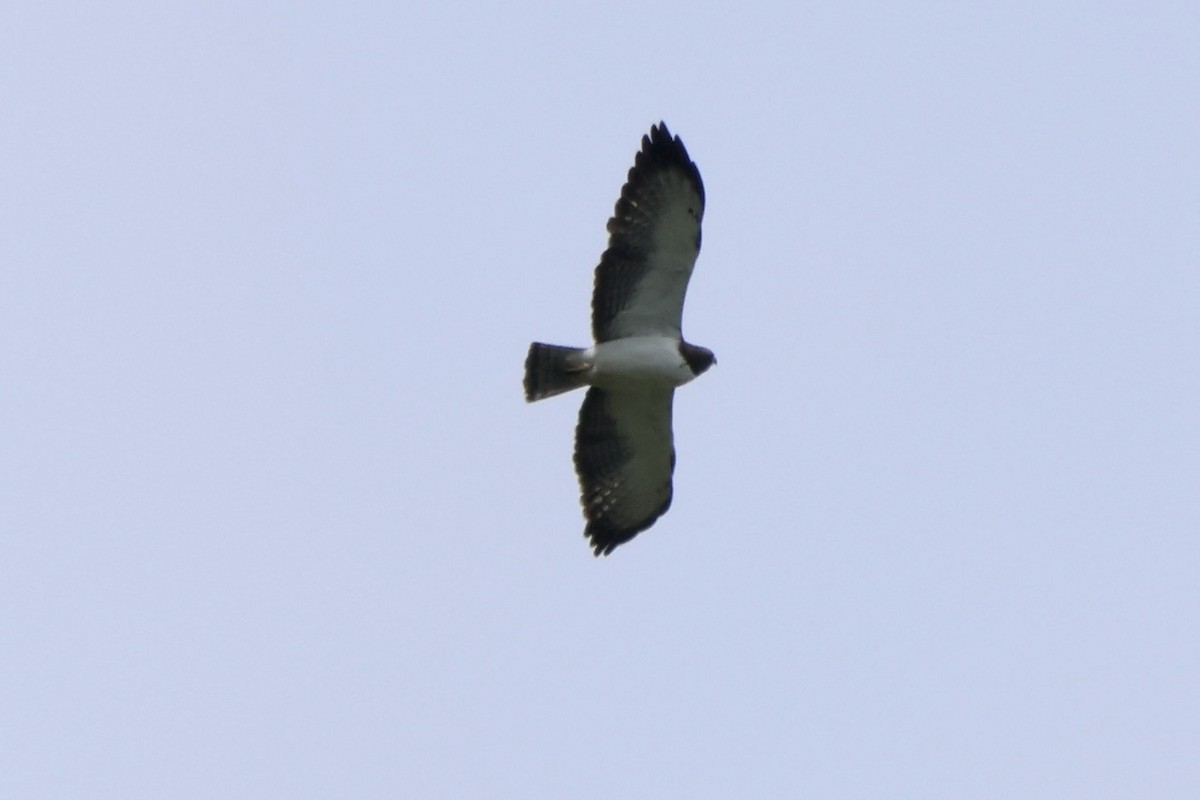 Short-tailed Hawk - ML598746201