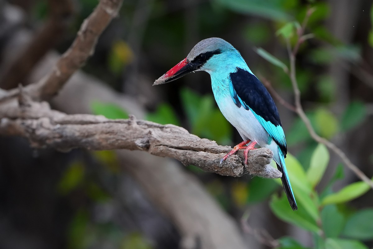 Blue-breasted Kingfisher - ML598748501