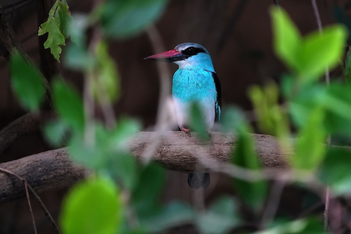 Blue-breasted Kingfisher - ML598748521