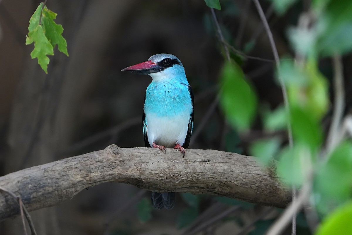 Blue-breasted Kingfisher - ML598748531