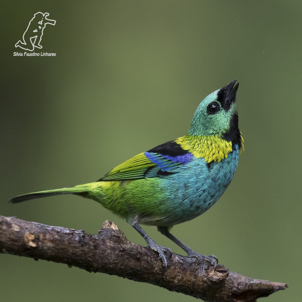 Green-headed Tanager - ML59874871