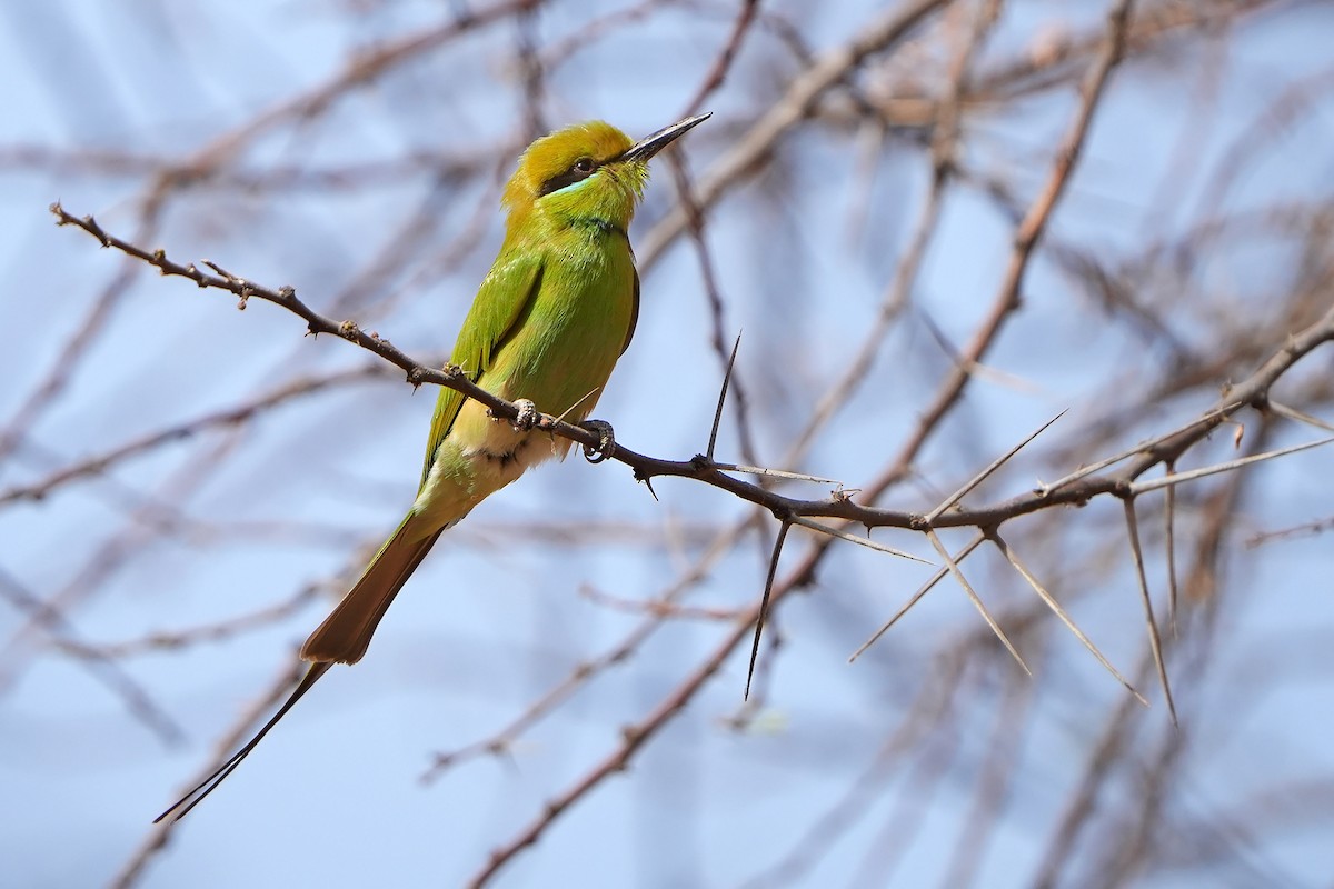 African Green Bee-eater - ML598748801