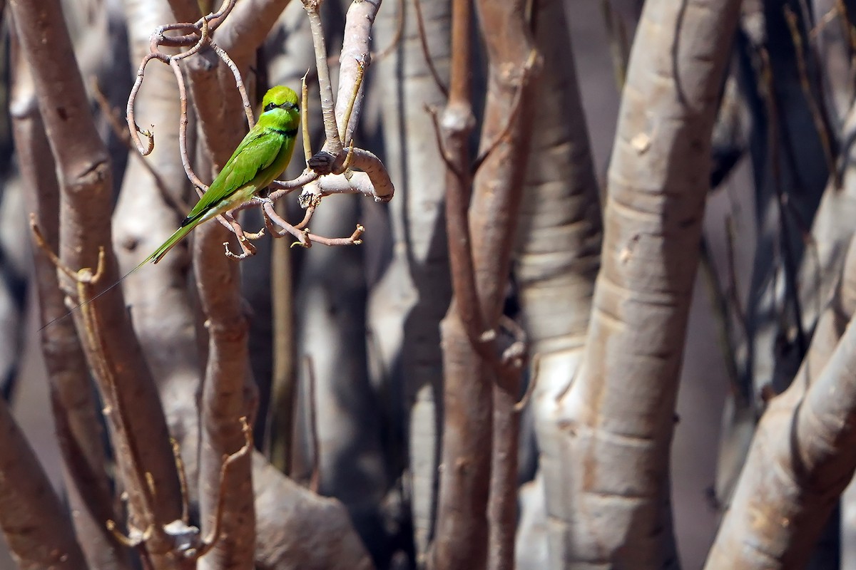 African Green Bee-eater - ML598748811
