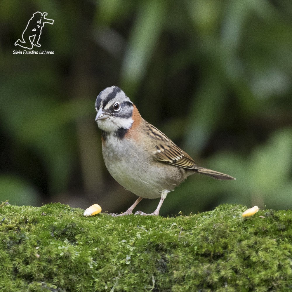 Rufous-collared Sparrow - Silvia Faustino Linhares