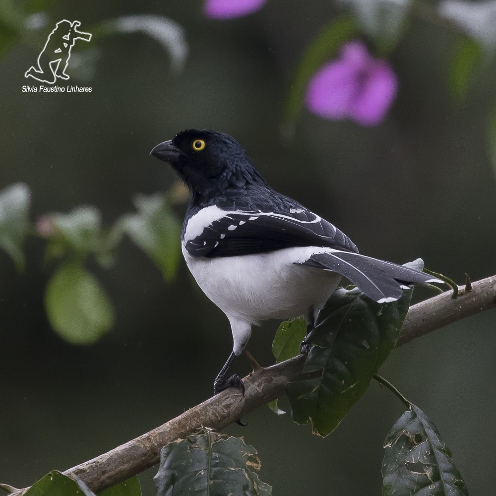 Magpie Tanager - ML59874911