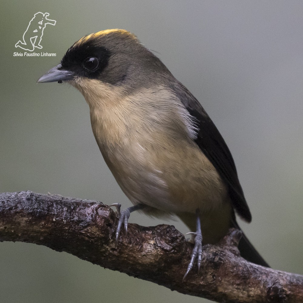 Black-goggled Tanager - ML59874951