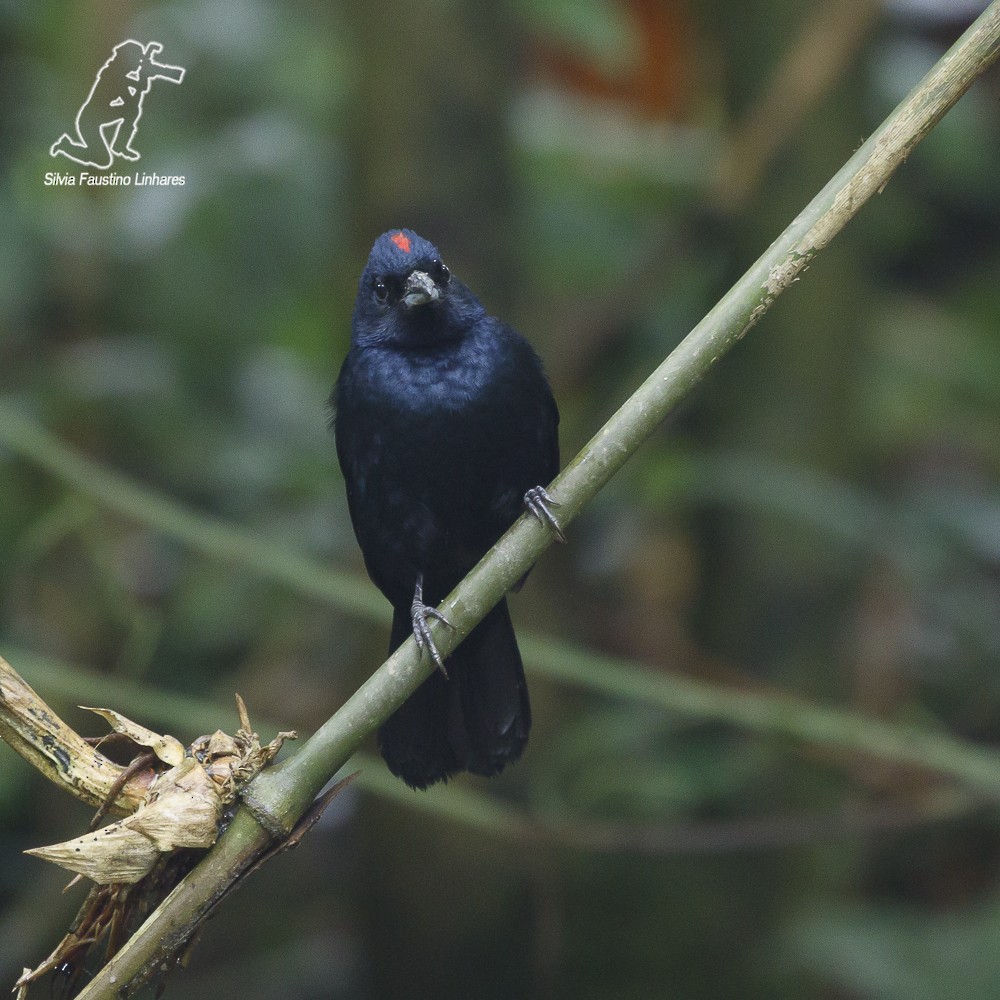 Ruby-crowned Tanager - ML59874971