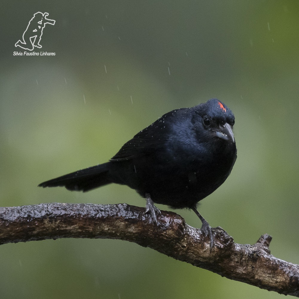 Ruby-crowned Tanager - Silvia Faustino Linhares