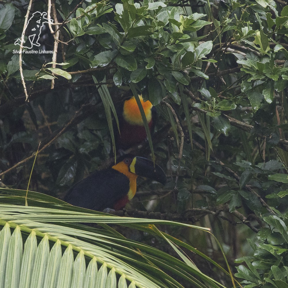 Channel-billed Toucan - Silvia Faustino Linhares