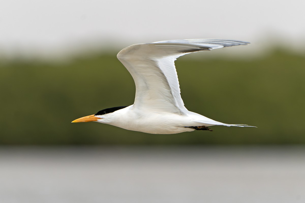 West African Crested Tern - ML598750941