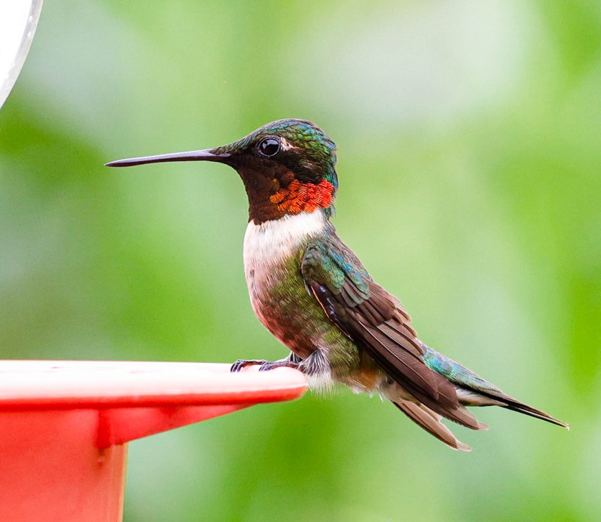 Ruby-throated Hummingbird - ML598751011