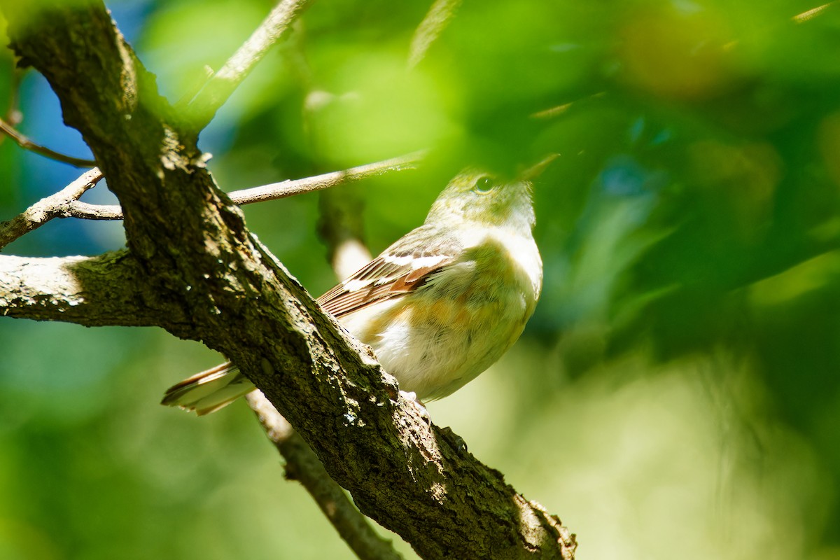 Bay-breasted Warbler - Ruogu Li