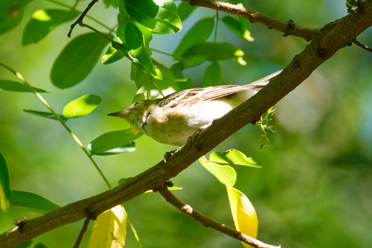 Bay-breasted Warbler - ML598751391