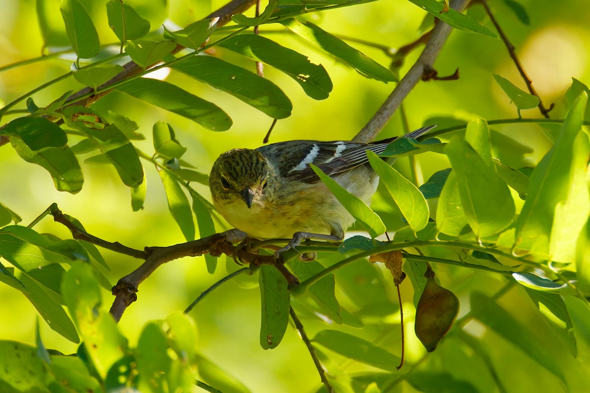 Bay-breasted Warbler - ML598751421
