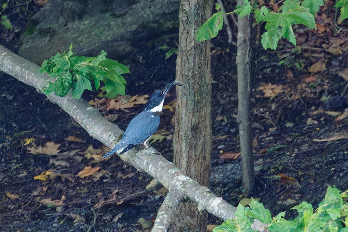 Belted Kingfisher - ML598751551