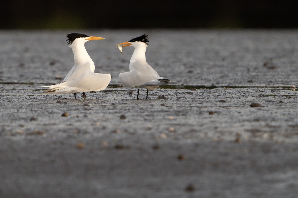 West African Crested Tern - ML598751821