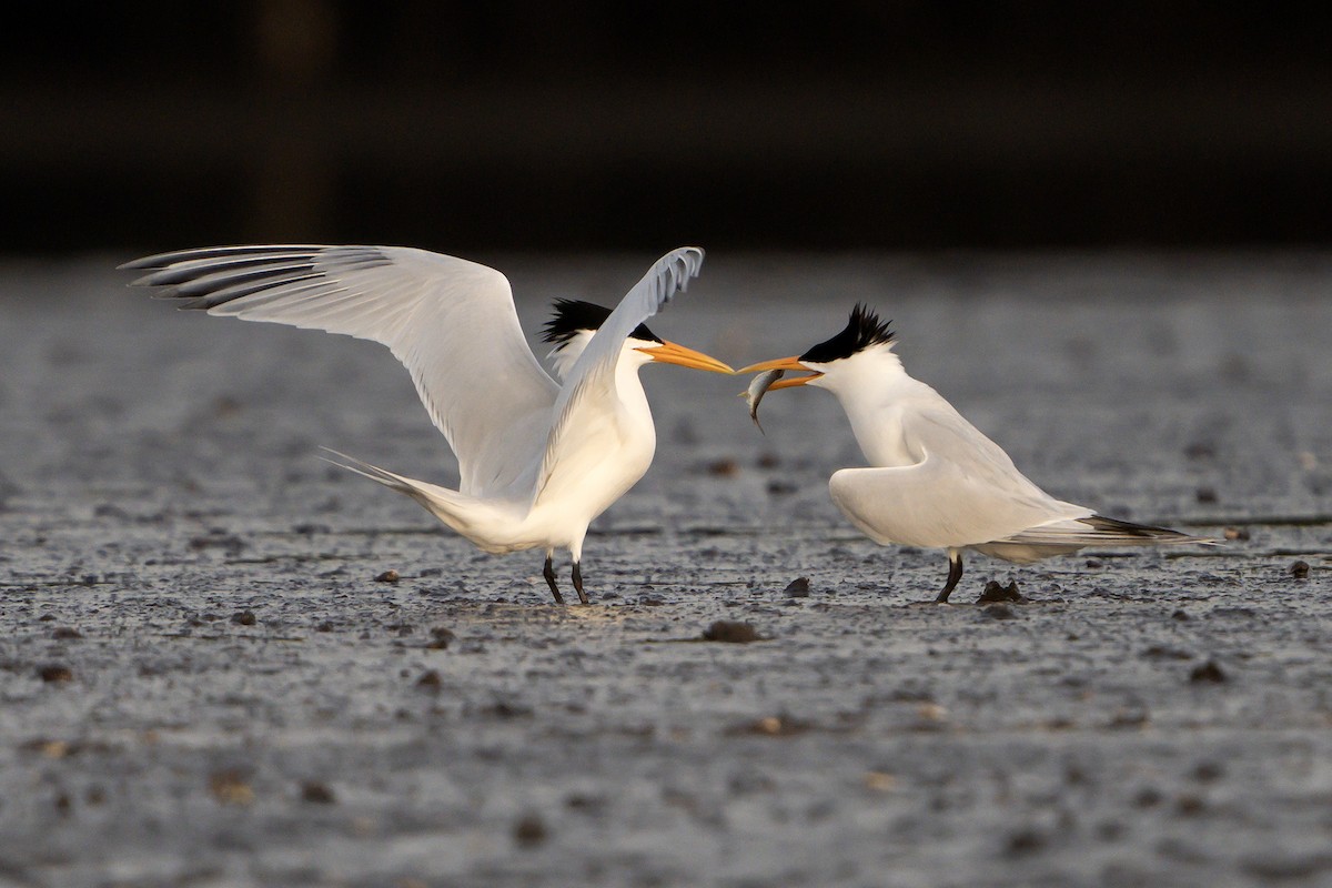 West African Crested Tern - ML598751831