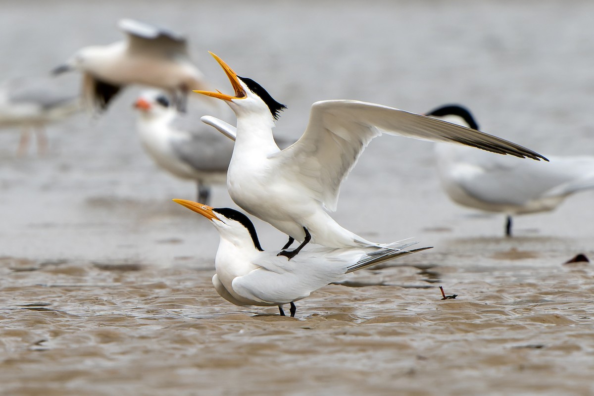 West African Crested Tern - ML598754991
