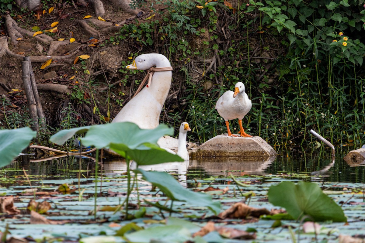 Ebird Checklist Jul Nagdaha Species