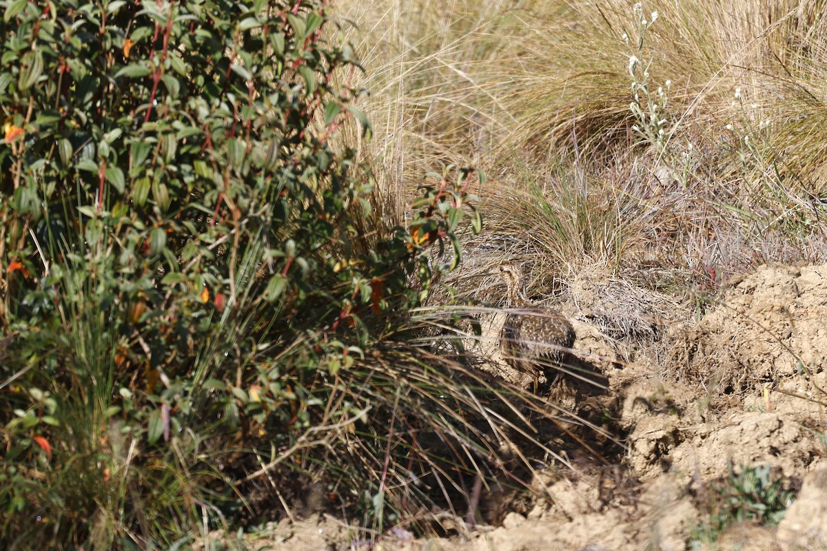Tinamou curvirostre - ML598759401
