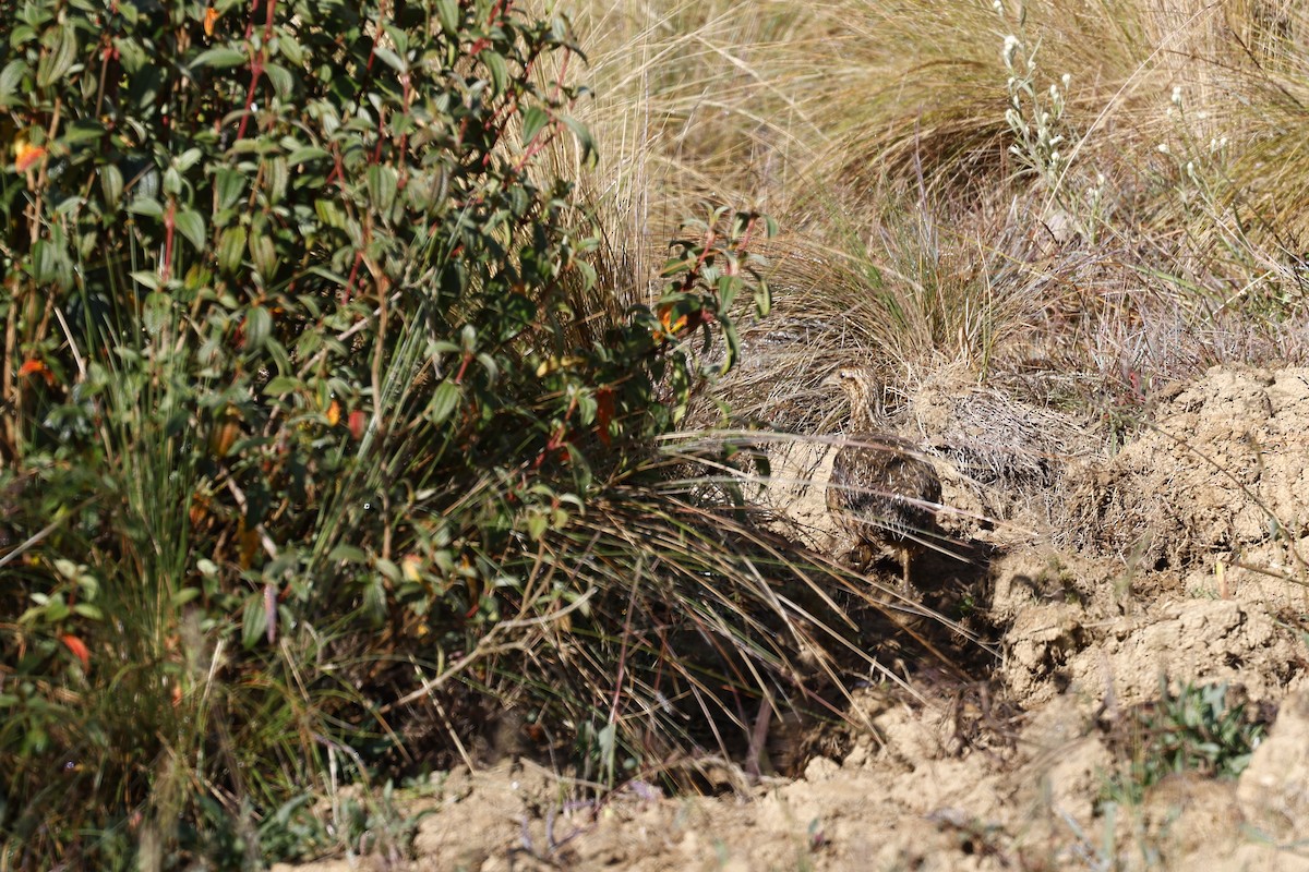Tinamou curvirostre - ML598759421