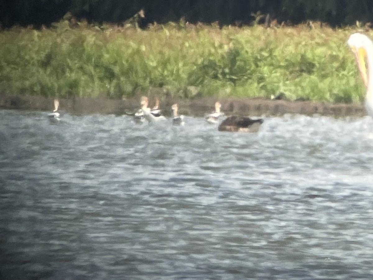 Wisconsin eBird Checklist 30 Jul 2023 Lake KoshkonongVinnie HaHa